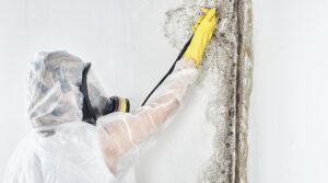 mold removal and remediation featured